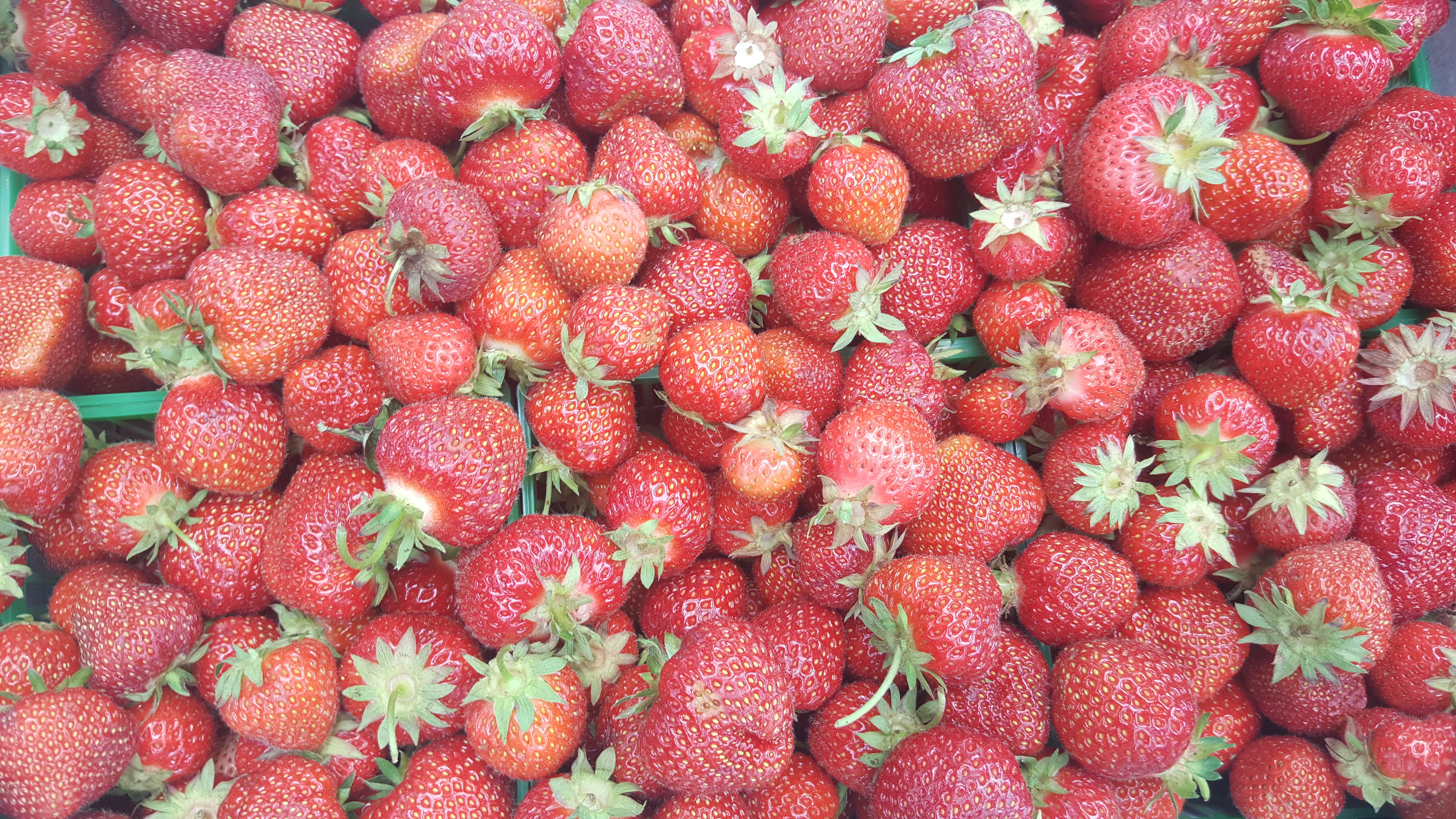 Fresh strawberries